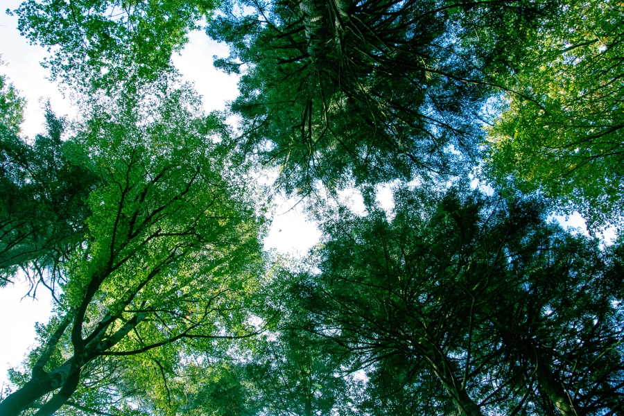 Il codice forestale dei crediti climatici