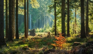 Approvazione del Codice Forestale del Carbonio