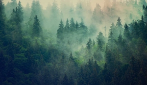 Evento di presentazione della nuova versione del Codice Forestale del Carbonio